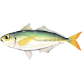 アジ