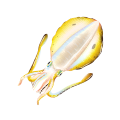 アオリイカ