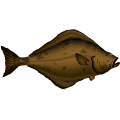 マコガレイ