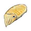 モンゴウイカ