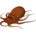 マダコ